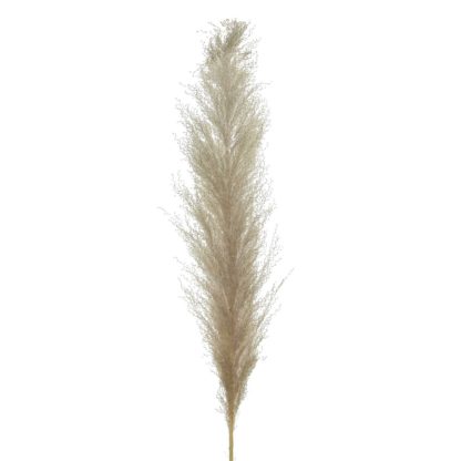 78cfbd9c8e8247d5669e95c17f34f27062375669219b4f46e1f690d303f3e019.jpg An Image of Natural Pampas Grass